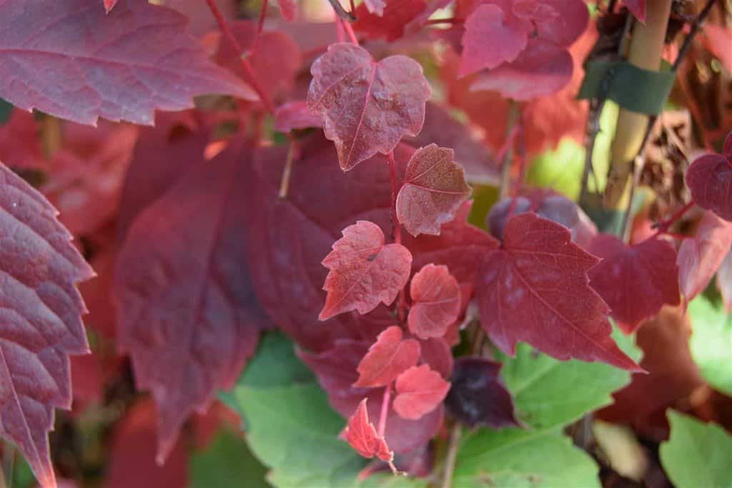 Parthenocissus tricuspidata 'Veitchii' 150-175 cm